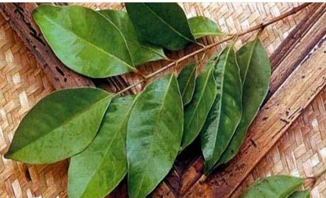 Konsumsi Daun Salam dapat Menurunkan Risiko Diabetes